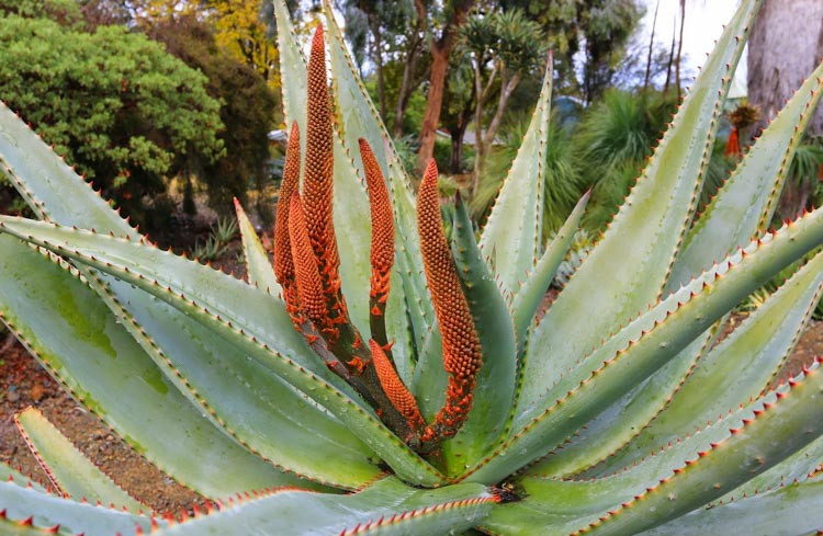 Aloe ferox, Cape Aloe,Orange flowers, Succulents, Aloes, Drought tolerant plantsAloe ferox, Cape Aloe, Bergaalwyn, Bitter Aloe, Red Aloe, Alligator Jaw Aloe,Orange flowers, Succulents, Aloes, Drought tolerant plants, Aloe candelabrum