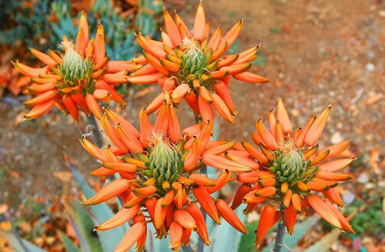 Aloe hereroensis, Sand Aloe, Aloe orpeniae, Yellow flowers, Succulents, Aloes, Drought tolerant plants