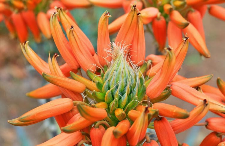 Aloe hereroensis, Sand Aloe, Aloe orpeniae, Yellow flowers, Succulents, Aloes, Drought tolerant plants