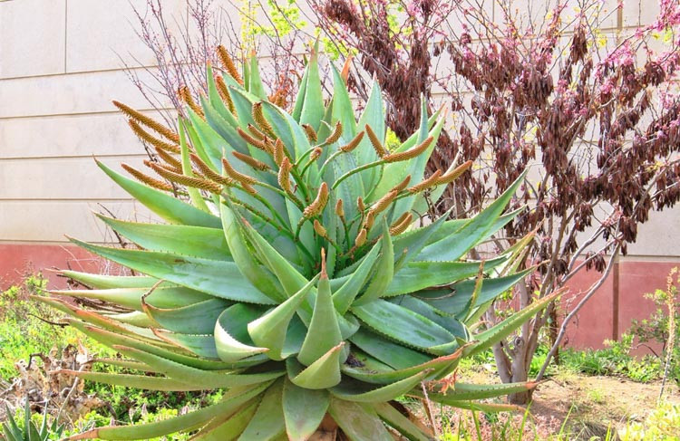 Aloe marlothii, Mountain Aloe, Flat-flowered Aloe, Orange flowers, Succulents, Aloes, Drought tolerant plants, Spiny Aloe
