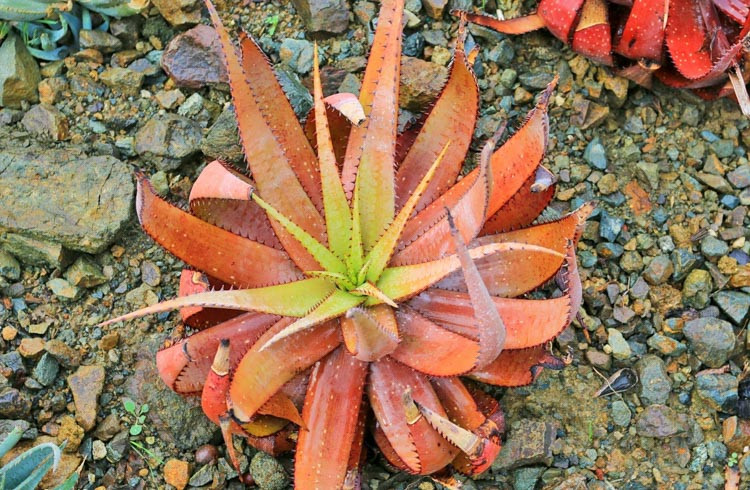 Aloe microstigma, Cape Speckled Aloe, Aloe brunnthaleri, Aloe juttae, Orange flowers, Succulents, Aloes, Drought tolerant plants