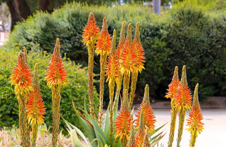 Aloe microstigma, Cape Speckled Aloe, Aloe brunnthaleri, Aloe juttae, Orange flowers, Succulents, Aloes, Drought tolerant plants