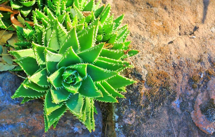 Aloe nobilis,Golden Toothed Aloe, Aloe Mitre, Noble Aloe, Aloe perfoliata, Aloe albispina, Aloe commelyni, Aloe flavispina, Aloe parvispina, Red flowers, Orange flowers