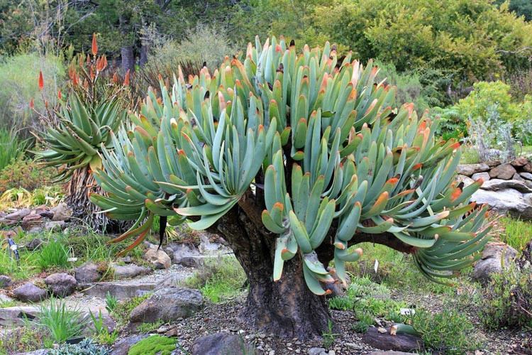 Aloe polyphylla,Spiral Aloe