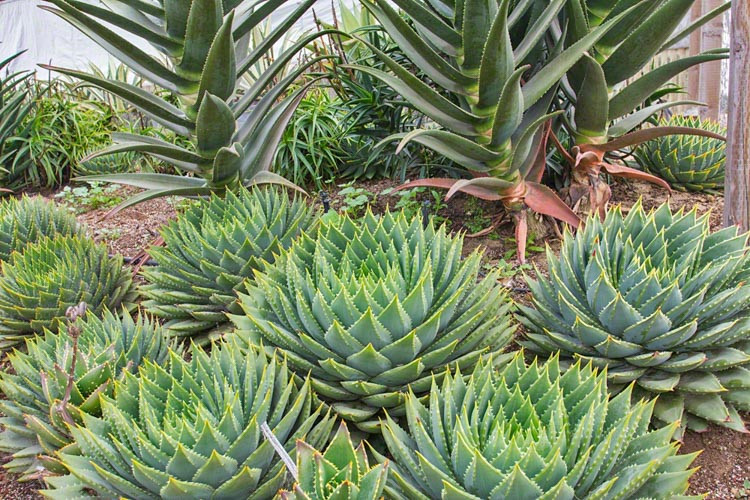 Aloe polyphylla,Spiral Aloe