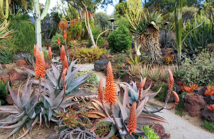 Aloe rubroviolacea, Arabian Aloe, Orange flowers, Succulents, Aloes, Drought tolerant plants