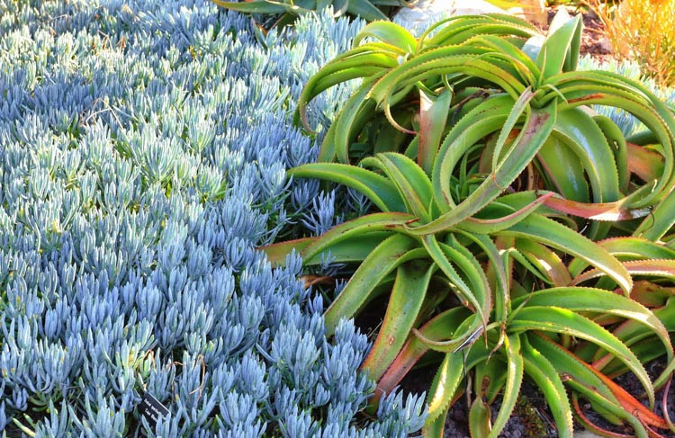 Aloe vanbalenii, Van Balen's Aloe, Octopus Aloe, Orange flowers, Yellow flowers Succulents, Aloes, Drought tolerant plants