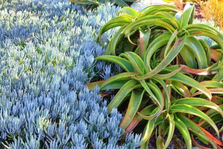 Senecio serpens, Blue Chalk Stick, Blue Chalksticks, Kleinia radicans, Senecio repens, Kleinia repens, Blue succulent, Blue groundcover, Groundcover succulent