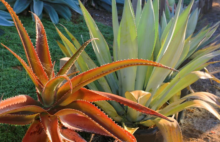 Aloe vaombe, Malagasy Tree Aloe, Orange flowers, Succulents, Aloes, Drought tolerant plants