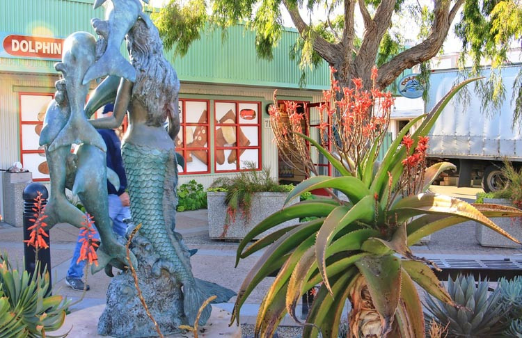 Aloe vaombe, Malagasy Tree Aloe, Orange flowers, Succulents, Aloes, Drought tolerant plants