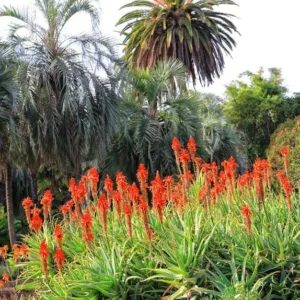 Aloe x principis, Aloe salm-dyckiana, Aloe caesia, Aloe x principes, Orange flowers, Succulents, Aloes, Drought tolerant plants