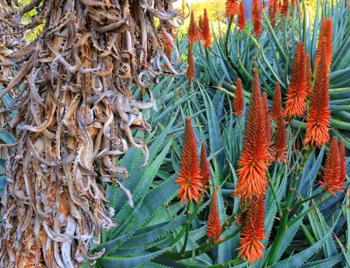 Aloe x principis, Aloe salm-dyckiana, Aloe caesia, Aloe x principes, Orange flowers, Succulents, Aloes, Drought tolerant plants
