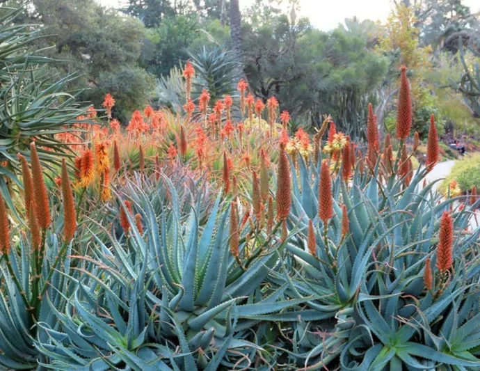 Aloe x principis, Aloe salm-dyckiana, Aloe caesia, Aloe x principes, Orange flowers, Succulents, Aloes, Drought tolerant plants