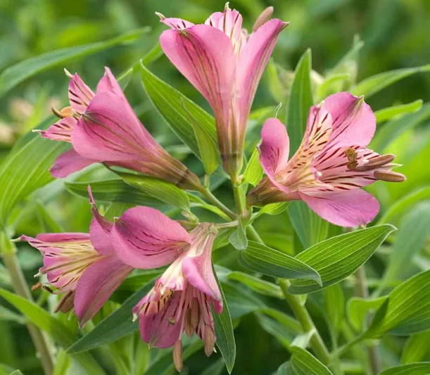 Alstroemeria 'Mauve Majesty', Peruvian Lily 'Mauve Majesty', Lily of the Inca 'Mauve Majesty', Parrot Lily 'Mauve Majesty', Pink Lily, Pink Peruvian Lily, Pink Alstroemeria, Lily flower, Lily Flower