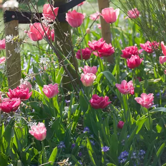 Tulipa 'Queen of Marvel',Tulip 'Queen of Marvel', Double Early Tulip 'Queen of Marvel', Double Early Tulips, Spring Bulbs, Spring Flowers,Tulipe Queen of Marvel, Double Pink Tulip, Pink Tulip
