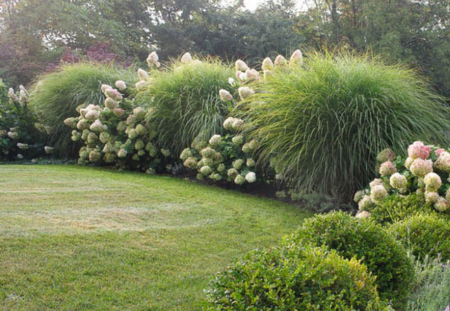 Miscanthus Sinensis 'Morning Light', Maiden Grass 'Morning Light', Eulalia 'Morning Light', Chinese Silver Grass 'Morning Light', Japanese Silver Grass 'Morning Light', Drought tolerant plant, Ornamental grass Morning Light, Low maintenance ornamental gra
