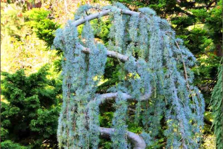 Cedrus atlantica 'Glauca Pendula',  Atlas Cedar 'Glauca Pendula', Weeping Blue Atlas Cedar, Blue Atlas Cedar 'Glauca Pendula', Conifer, Evergreen Tree, Blue Conifer, Weeping Conifer