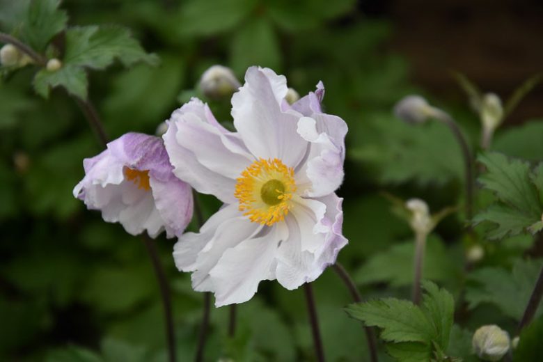 Anemone Dreaming Swan, Japanese Anemone Dreaming Swan, Windflower Dreaming Swan, Late summer perennial, White Anemone