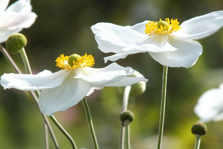 Anemone Honorine Jobert, Anemone x Hybrida 'Honorine Jobert', Japanese Anemone 'Honorine Jobert', Windflower 'Honorine Jobert', Anemone x Hybrida 'Alba', Late summer perennial, White flowers