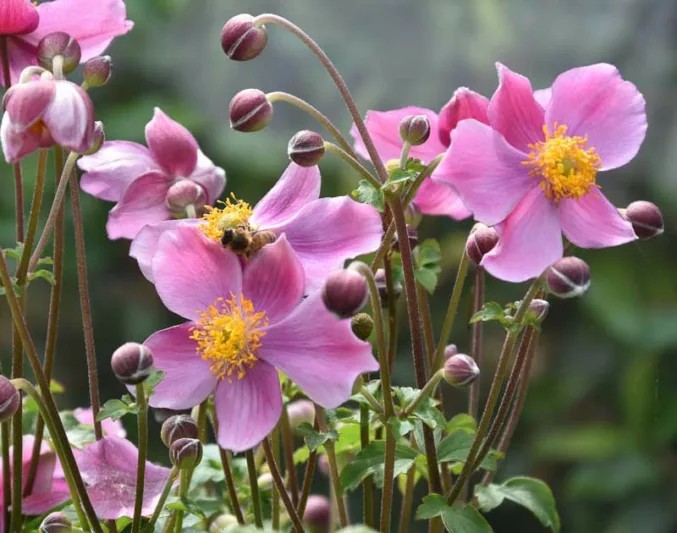 Anemone Praecox, Japanese Anemone 'Praecox', Windflower 'Praecox', Pink Anemone, Fall Anemone