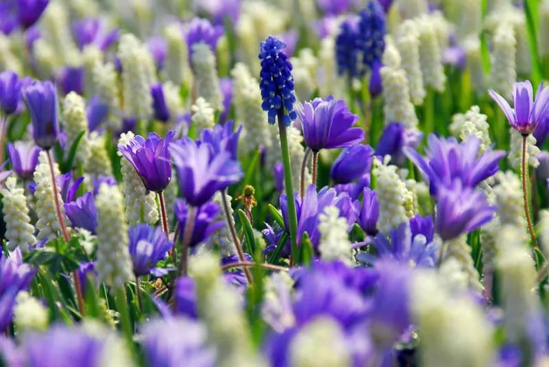 Anemone blanda Blue Shades, Anemone 'Blue Shades', Grecian Windflower 'Blue Shades', Wood Anemone 'Blue Shades', Spring Flowers, Spring Bulbs, Early spring bulb, blue flowers in early springowers, Spring Bulbs, Early spring bulb, blue flowers in early spring