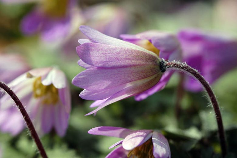 Anemone blanda White Splendour, Grecian Windflower White Splendour, Wood Anemone White Splendour, Anemone 'White Splendour', Anemone 'White Splendor', Grecian Windflower 'White Splendor', Wood Anemone 'White Splendor', Spring Flowers, Spring Bulbs