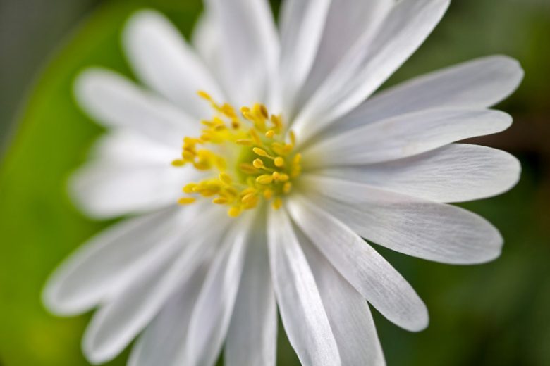 Anemone blanda White Splendour, Grecian Windflower White Splendour, Wood Anemone White Splendour, Anemone 'White Splendour', Anemone 'White Splendor', Grecian Windflower 'White Splendor', Wood Anemone 'White Splendor', Spring Flowers, Spring Bulbs