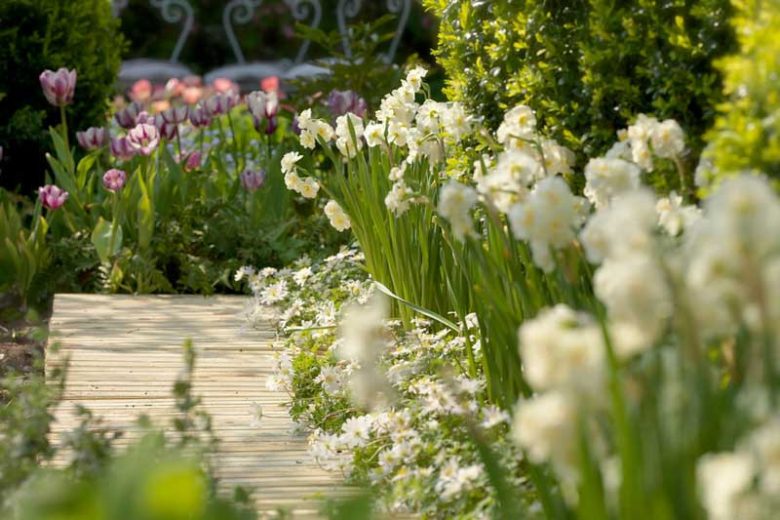 Anemone blanda White Splendour, Grecian Windflower White Splendour, Wood Anemone White Splendour, Anemone 'White Splendour', Anemone 'White Splendor', Grecian Windflower 'White Splendor', Wood Anemone 'White Splendor', Spring Flowers, Spring Bulbs