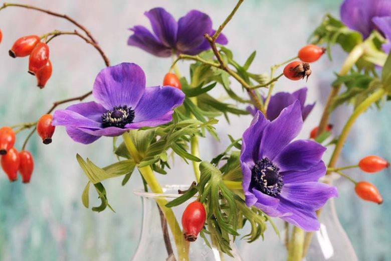 Anemone coronoria Mr Fokker, Poppy Anemone 'Mr Fokker', Spanish Marigold 'Mr Fokker', Windflower 'Mr Fokker', Crown Windflower 'Mr Fokker', Anemone coronaria De Caen,Blue Poppy Anemone, Blue Anemone de Caen