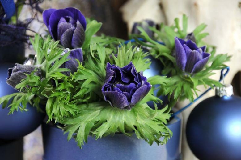 Anemone coronoria Mr Fokker, Poppy Anemone 'Mr Fokker', Spanish Marigold 'Mr Fokker', Windflower 'Mr Fokker', Crown Windflower 'Mr Fokker', Anemone coronaria De Caen,Blue Poppy Anemone, Blue Anemone de Caen