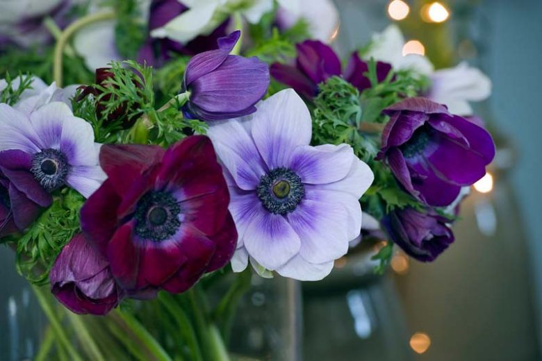 Anemone coronoria Bordeaux, Poppy Anemone 'Bordeaux', Spanish Marigold 'Bordeaux', Windflower 'Bordeaux', Crown Windflower 'Bordeaux', Anemone coronaria De Caen,Burgundy Poppy Anemone, Burgundy Anemone de Caen, Purple Poppy Anemone, Purple Anemone de Caen