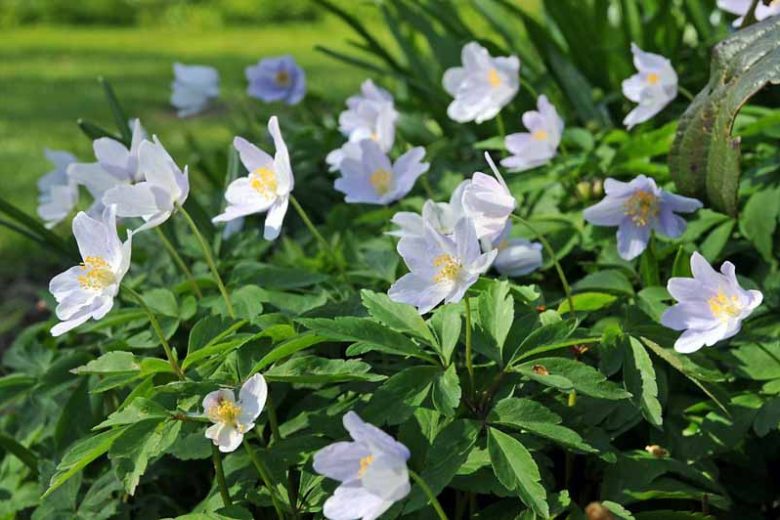 Anemone nemorosa 'Robinsoniana', Wood Anemone 'Robinsoniana', Lady's Nightcap 'Robinsoniana', Moonflower 'Robinsoniana', Nightcaps 'Robinsoniana', Old Woman's Nest 'Robinsoniana', Wind-Flower 'Robinsoniana', Wood Crowfoot 'Robinsoniana', Wood Windflower 'Robinsoniana'