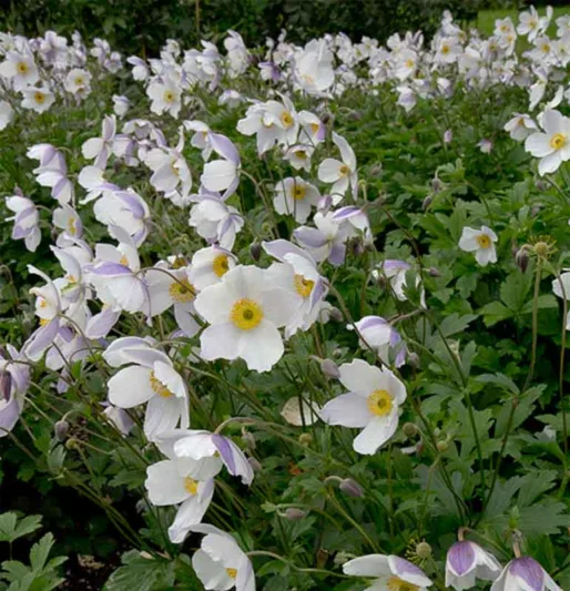 Anemone Wild Swan, Japanese Anemone Wild Swan, WindflowerWild Swan, Late summer perennial, White Anemone