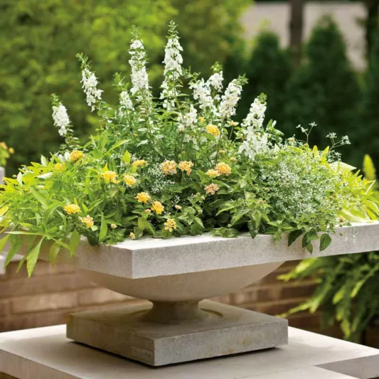 Angelonia 'Angelface White', Summer Snapdragon 'Angelface White', Angelface White Summer Snapdragon, White Angelonia, White Flowers