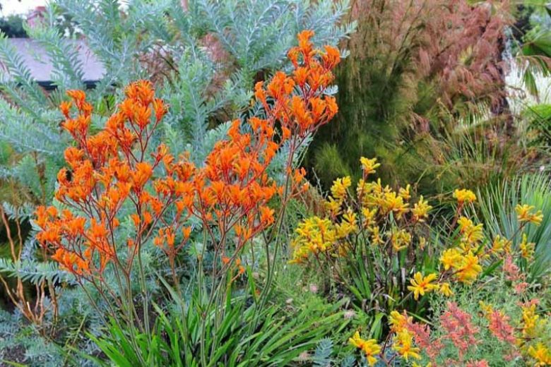 Anigozanthos, Kangaroo Paw, Drought tolerant flowers, Orange flowers, Red flowers, Yellow Flowers, Pink flowers
