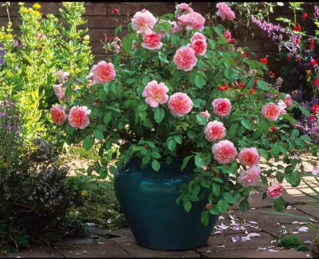 Rosa Anne Boleyn, Rose Anne Boleyn, English Rose Anne Boleyn, David austin rose Anne Boleyn, Fragrant roses, Shrub roses, pink roses, Rose Bushes, Garden Roses, Rose por pots, Roses for containers