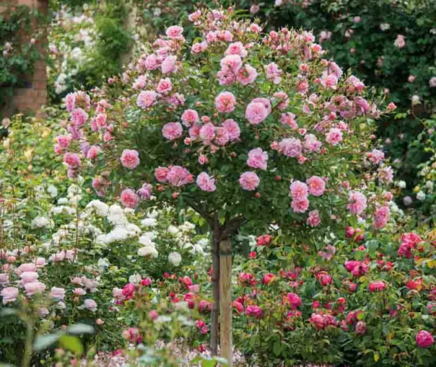 Rosa Anne Boleyn, Rose Anne Boleyn, English Rose Anne Boleyn, David austin rose Anne Boleyn, Fragrant roses, Shrub roses, pink roses, Rose Bushes, Garden Roses, Rose por pots, Roses for containers