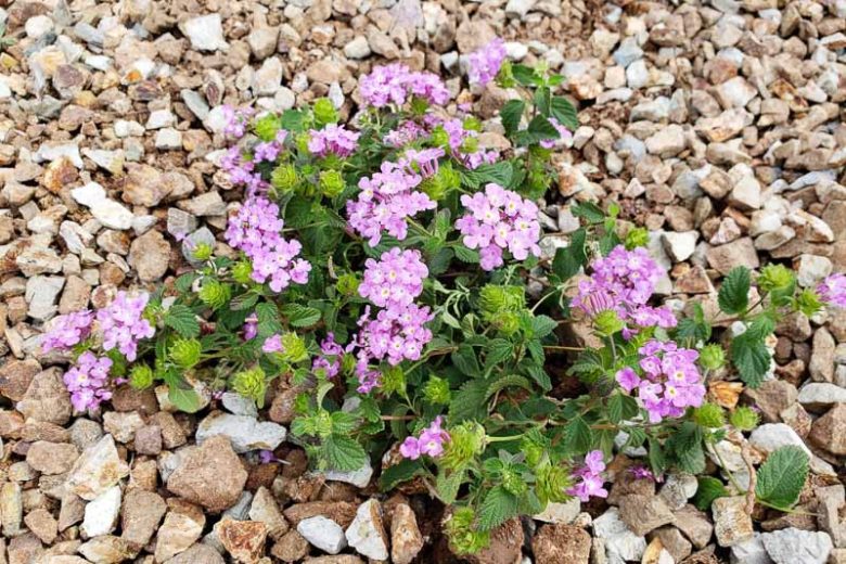 Lantana montevidensis,   Trailing Lantana,  Purple Trailing Lantana, Lantana sellowiana, Pole-Cat Geranium, Weeping Lantana, Wild Verbena, Mediterranean plants, Mediterranean shrubs, Purple flowers, Drought tolerant flowers, Drought tolerant plants, Drought tolerant shrubs