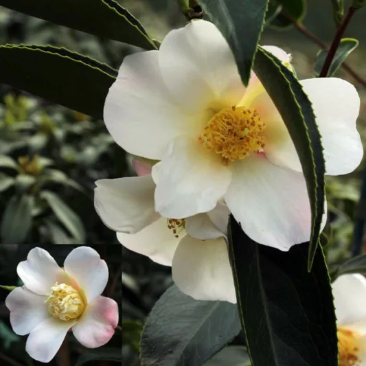 Camellia Japonica 'Apple Blossom', Camellia 'Apple Blossom', 'Apple Blossom' Camellia, Spring Blooming Camellias, Early Seaon Camellias, Mid Season Camellias, Camellia Hybrids, White flowers, White Camellias,  Camellia japonica 'Joy Sander'