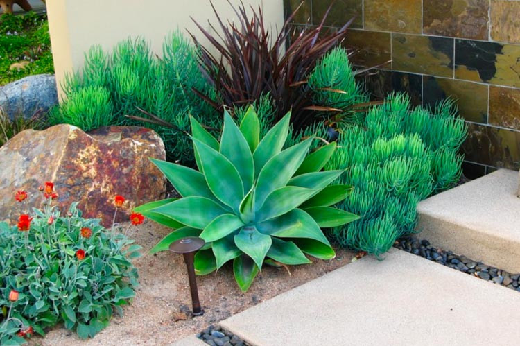 Phormium 'Dark Delight', New Zealand Flax 'Dark Delight', Flax Lily 'Dark Delight', Dark Phormium, Flax Bush 'Dark Delight', New Zealand Hemp 'Dark Delight', Coastal Flax 'Dark Delight', Red Phormium, Purple Phormium