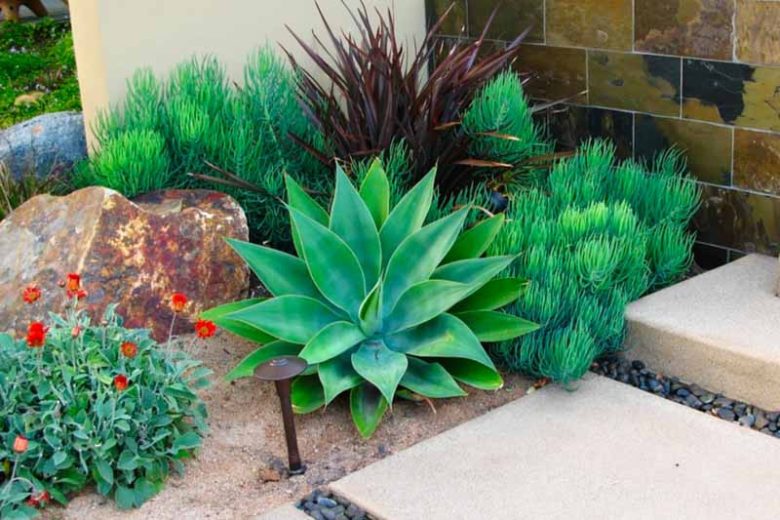 Senecio vitalis,Narrow-Leaf Chalksticks, Blue Chalk Fingers, Senecio talinoides subs. cylindricus, Senecio cylindricus, Kleinia cylindrica, Blue succulent, Blue groundcover, Groundcover succulent