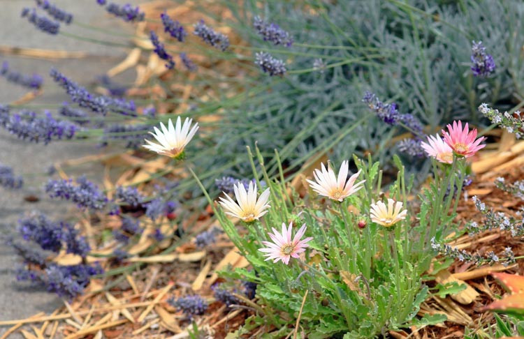 Arctotis, arctotis x hybrida, Arctotis x hybrida Wine, Drought tolerant flowers, Pink flowers, Pink African Daisies