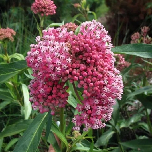 Asclepias incarnata Cinderella, Swamp Milkweed Cinderella, Pink Milkweed Cinderella, Pink flowers