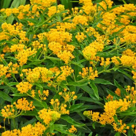 Asclepias Tuberosa, (Butterfly Weed), Butterfly Flower 'Hello Yellow', Butterfly Root 'Hello Yellow', Butterfly Weed 'Hello Yellow', Chieger Flower 'Hello Yellow', Flux Root 'Hello Yellow', Indian Paintbrush 'Hello Yellow', summer perennial, Yellow Flowers