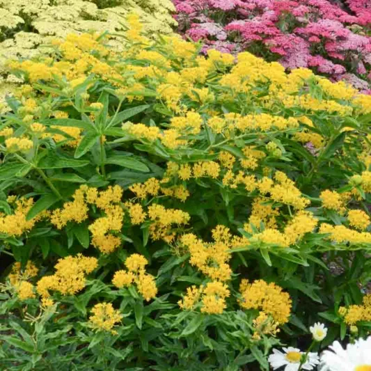 Asclepias Tuberosa, (Butterfly Weed), Butterfly Flower 'Hello Yellow', Butterfly Root 'Hello Yellow', Butterfly Weed 'Hello Yellow', Chieger Flower 'Hello Yellow', Flux Root 'Hello Yellow', Indian Paintbrush 'Hello Yellow', summer perennial, Yellow Flowers