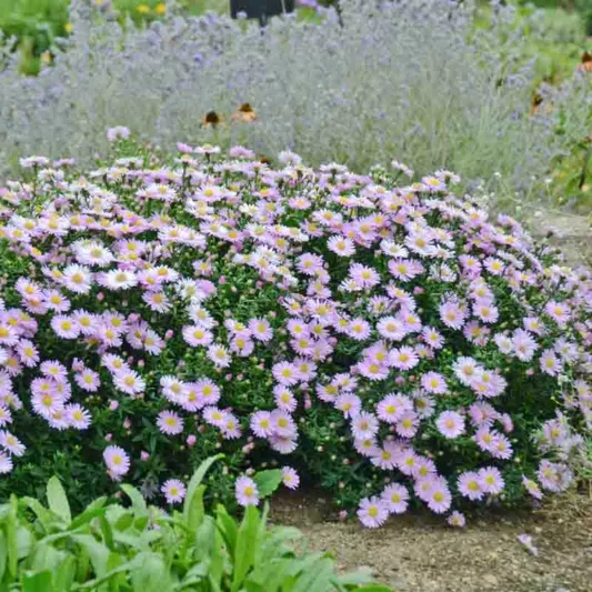 Aster Novae-Angliae 'KICKIN Pink Chiffon', Aster 'KICKIN Pink Chiffon', New England Aster 'KICKIN Pink Chiffon', Michaelmas Daisy 'KICKIN Pink Chiffon', Symphyotrichum Novae-Angliae 'KICKIN Pink Chiffon', Pink aster