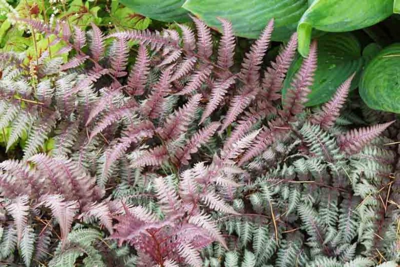 Athyrium Niponicum var. Pictum 'Burgundy Lace',Painted Lady Fern 'Burgundy Lace', Japanese Painted Fern 'v', Athyrium niponicum 'Burgundy Lace', Shade plants, shade perennial, plants for shade, plants for wet soil,