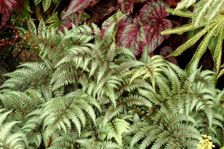 Athyrium Niponicum var. Pictum 'Pewter Lace',Painted Lady Fern 'Pewter Lace', Japanese Painted Fern 'v', Athyrium niponicum 'Pewter Lace', Shade plants, shade perennial, plants for shade, plants for wet soil, Silver F