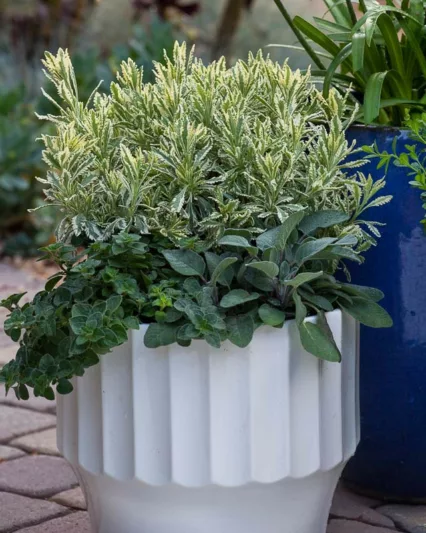 Lavandula x allardii 'Meerlo', Variegated Lavender, Variegated Allard's Lavender, Purple flowers, Drought tolerant plant, Summer blooms, Deer resistant plants, fragrant flowers
