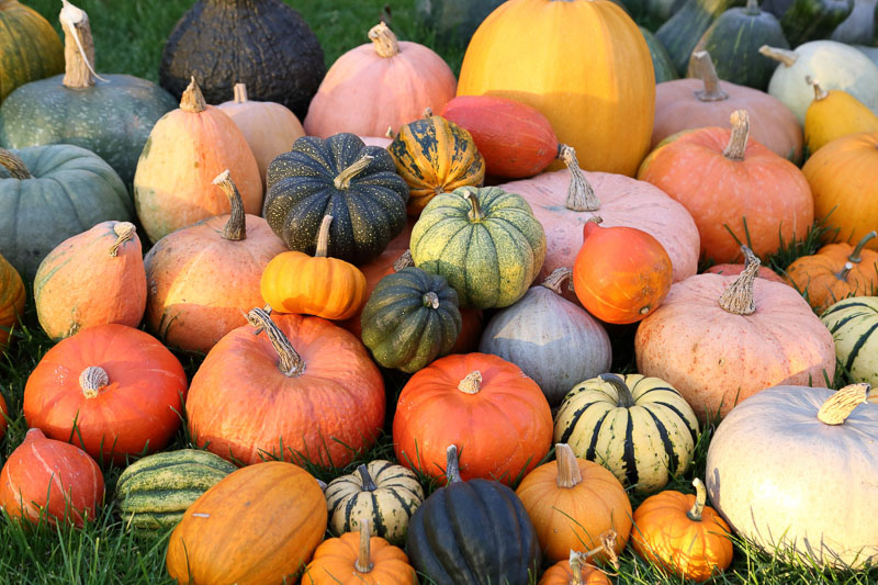 Squash, Zucchini, Pumpkin, Courgette, Gourd, Butternut Squash, Summer Squash, Winter Squash, Cucurbita,